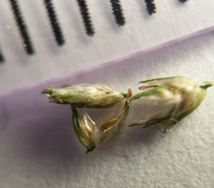 Cyperus nipponicus