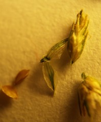 Cyperus nipponicus