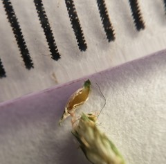 Cyperus nipponicus