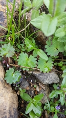 Micranthes nelsoniana