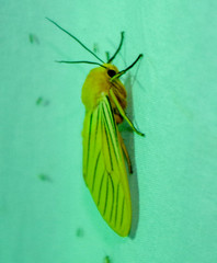 Pseudischnocampa nervosa