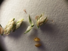 Cyperus nipponicus