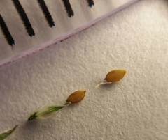 Cyperus nipponicus