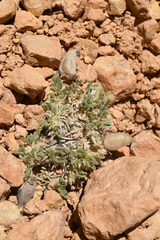 Oxytropis oreophila