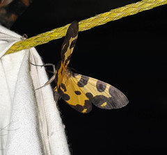 Pantherodes pardalaria