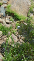 Carex spectabilis
