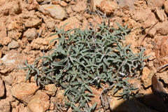 Oenothera lavandulifolia