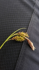 Carex spectabilis