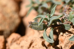 Oenothera lavandulifolia