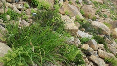 Carex spectabilis