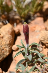 Oenothera lavandulifolia