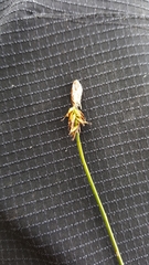 Carex nigricans