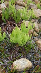 Adiantum aleuticum aleuticum