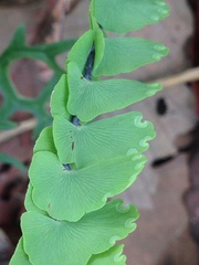 Adiantum shepherdii