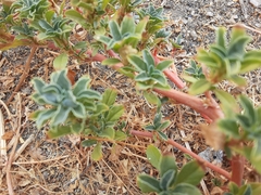 Amaranthus blitoides