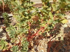 Amaranthus blitoides