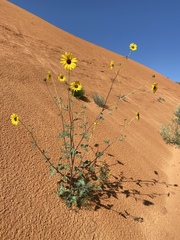 Helianthus anomalus