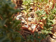 Amaranthus blitoides