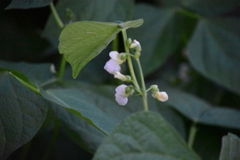 Phaseolus vulgaris
