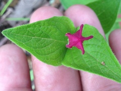 Spigelia scabrella