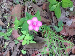 Spigelia scabrella