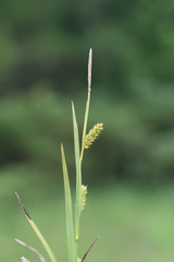 Carex crawei