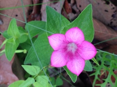 Spigelia scabrella