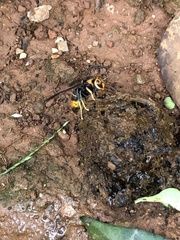 Vespa velutina