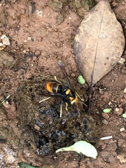 Vespa velutina