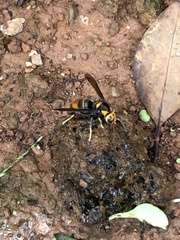 Vespa velutina