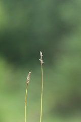 Carex sterilis