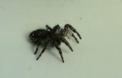 Phidippus purpuratus