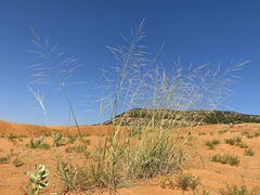 Sporobolus arenicola