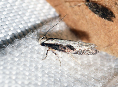Agnippe prunifoliella