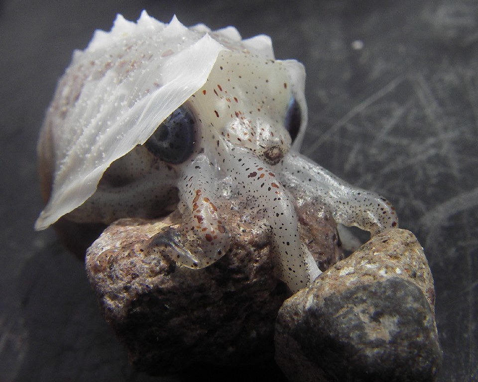 Noury's Argonaut