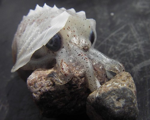 Noury's Argonaut