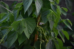 Phaseolus vulgaris