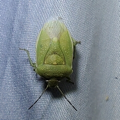 Chlorochroa uhleri