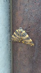 Pantherodes pardalaria