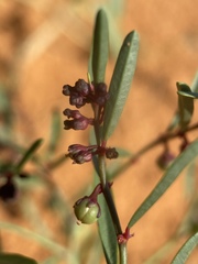 Phyllanthus warnockii
