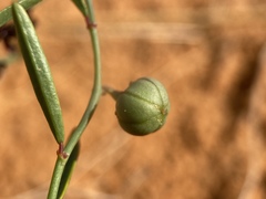 Phyllanthus warnockii