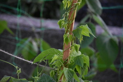 Phaseolus vulgaris