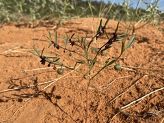 Phyllanthus warnockii