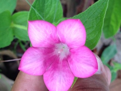 Spigelia scabrella