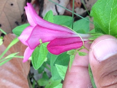 Spigelia scabrella
