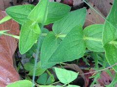Spigelia scabrella