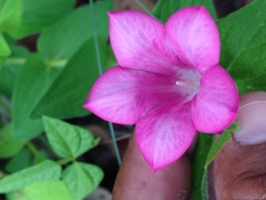 Spigelia scabrella