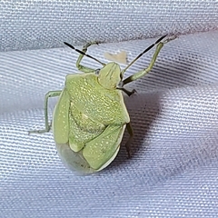 Chlorochroa uhleri