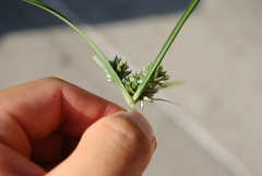 Cyperus nipponicus