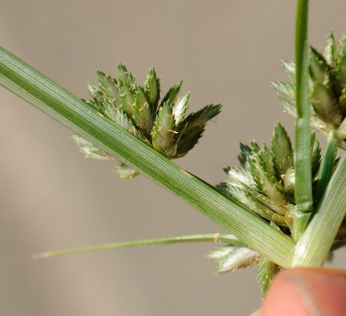 Image of Cyperus nipponicus by (c) Zihao Wang, some rights reserved (CC BY)